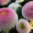 Bellis....