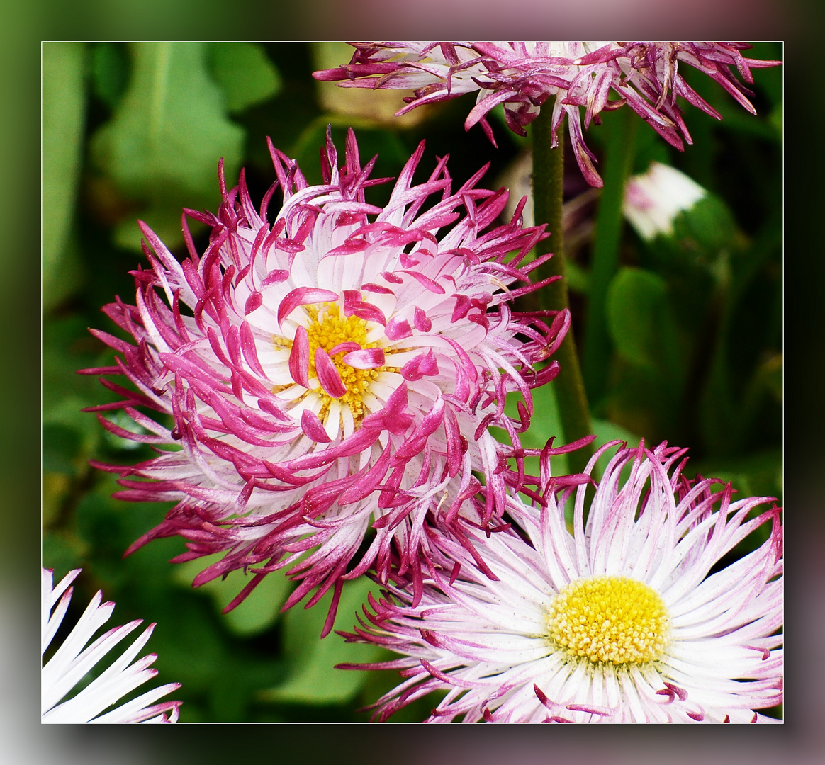 Bellis Foto & Bild flora, natur, pflanzen Bilder auf