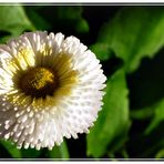 Bellis - Gänseblümchen