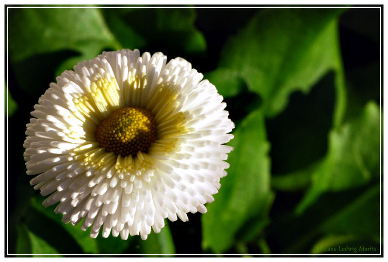 Bellis - Gänseblümchen