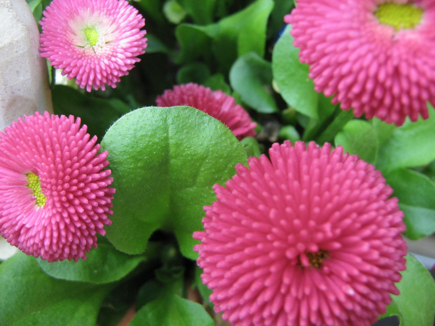 Bellis, Gänselümchen oder Tausendschön....