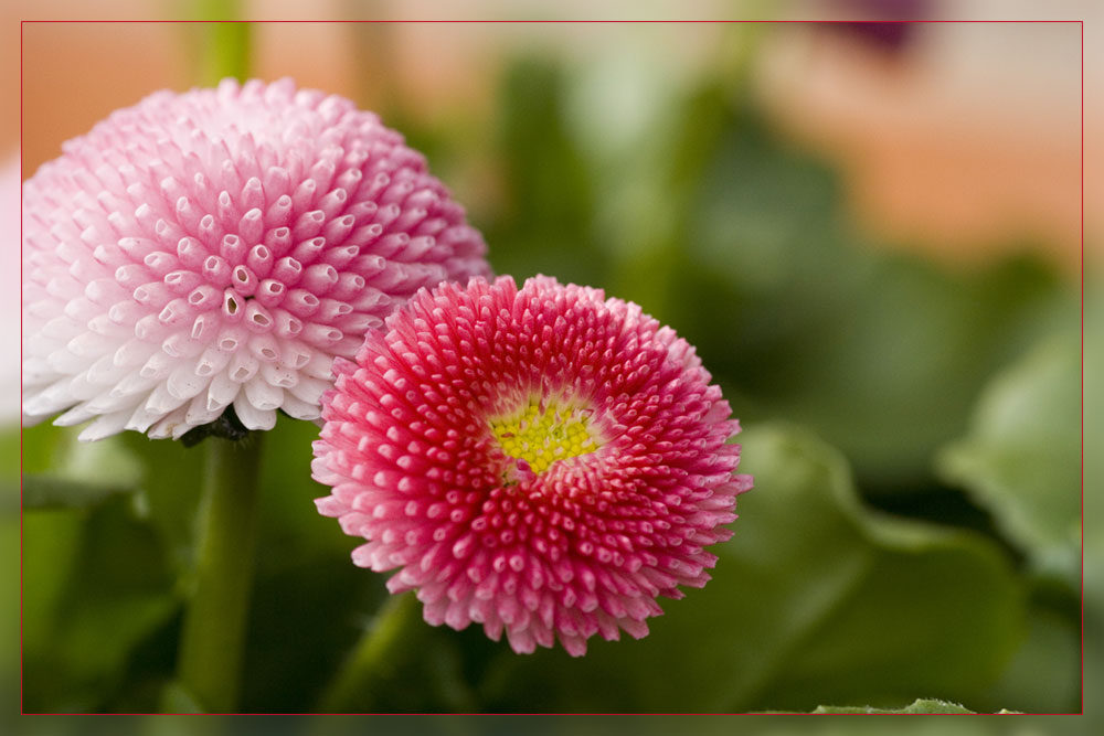 Bellis II