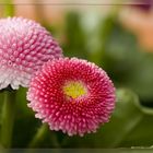 Bellis II