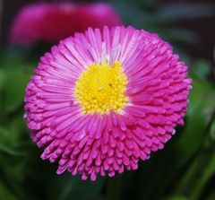 Bellis II