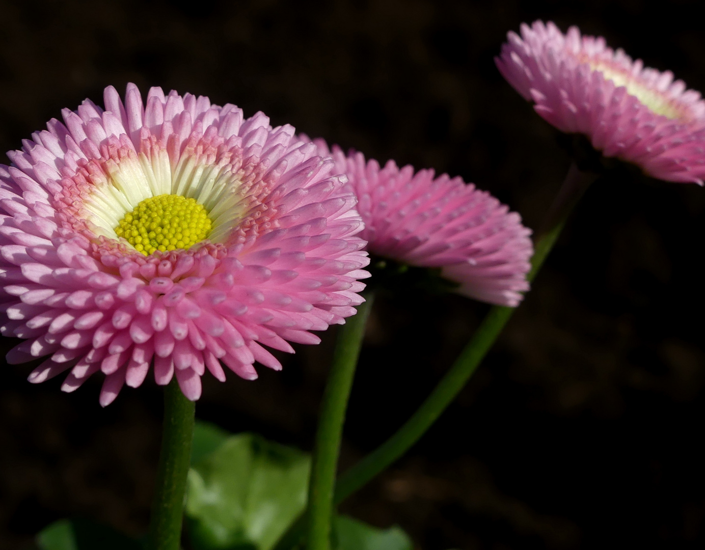 Bellis im Garten