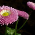 Bellis im Garten