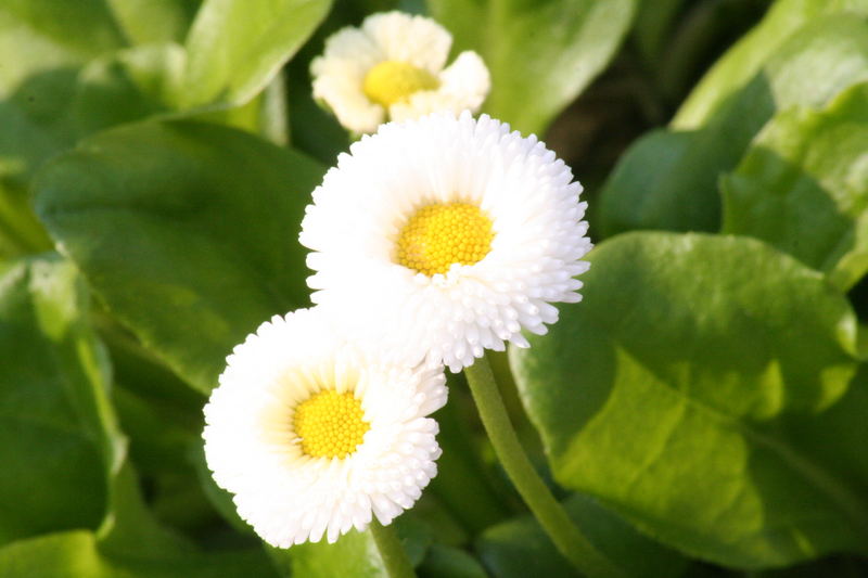 Bellis im kommenden Frühling