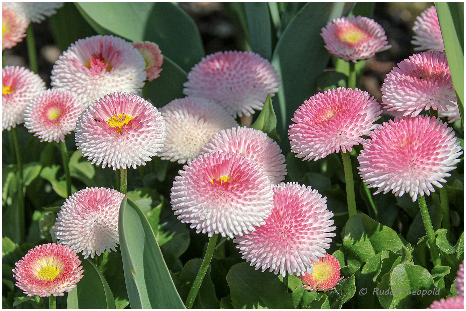 Bellis im Morgenlicht