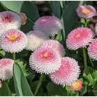 Bellis im Morgenlicht