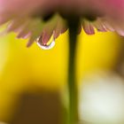 Bellis im Regen