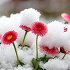 Bellis im Schnee