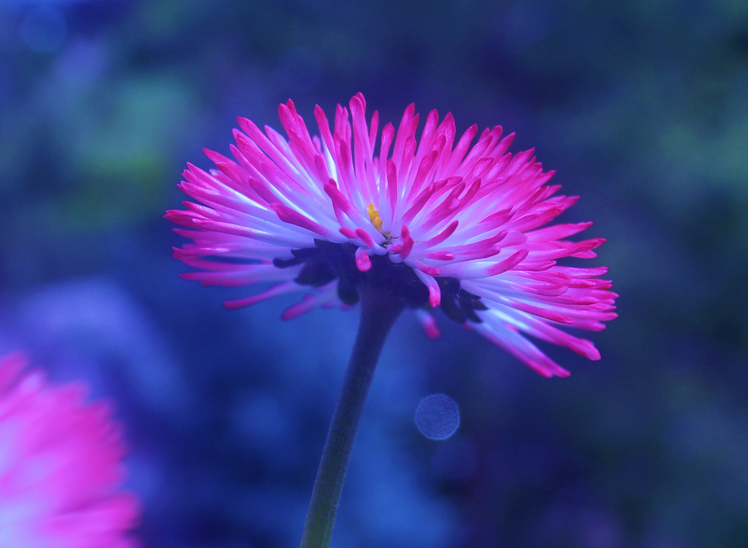 Bellis im Wunderland