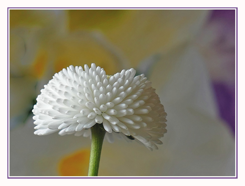 Bellis in edlem Weiß