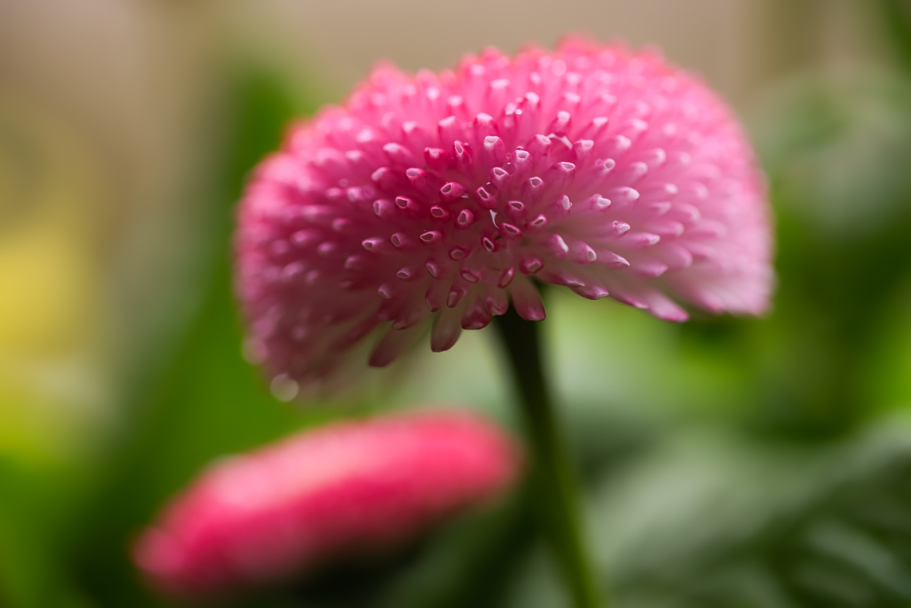 Bellis in Pink