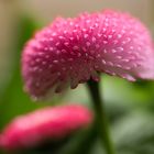 Bellis in Pink