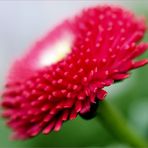 Bellis in rot