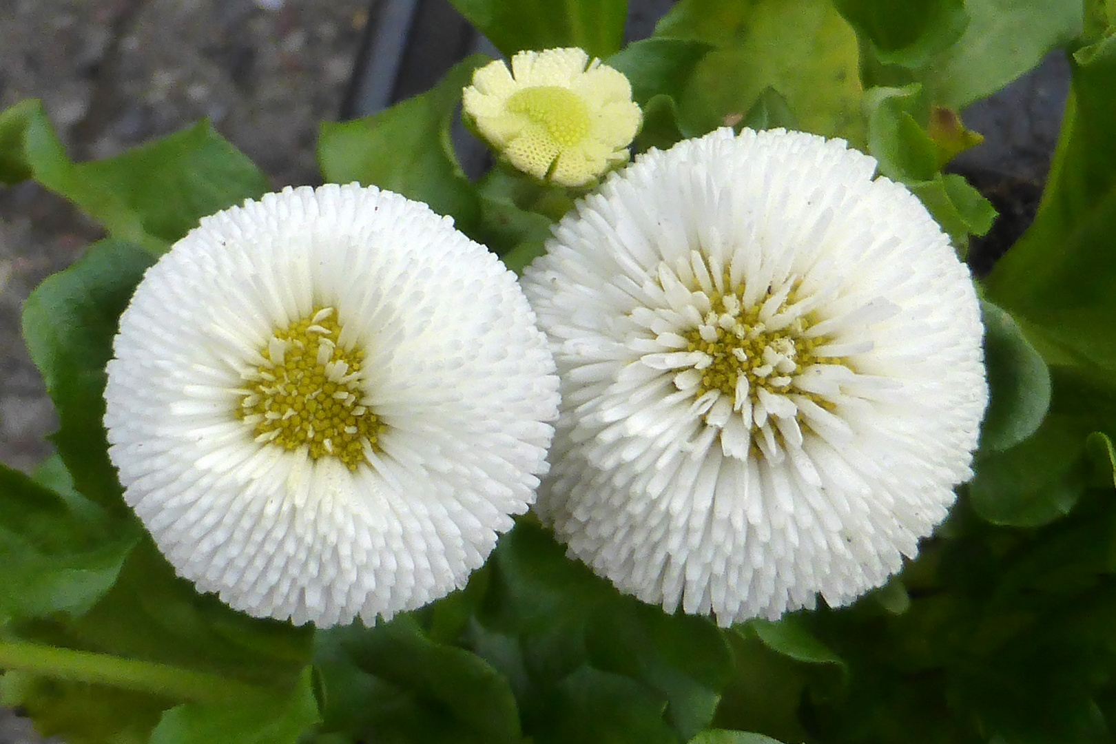 Bellis in weiss