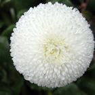 Bellis in weiß