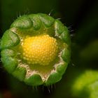 Bellis Knospe