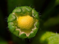 Bellis Knospe