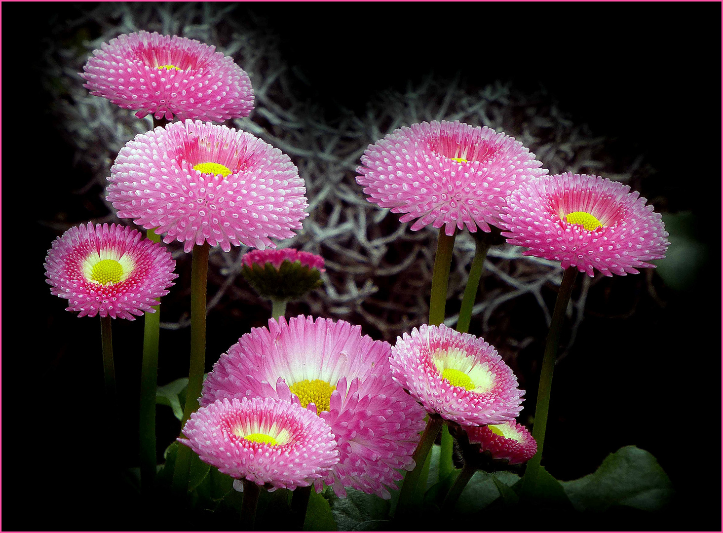 Bellis (Kulturgänseblümchen)