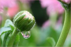 bellis' mirror