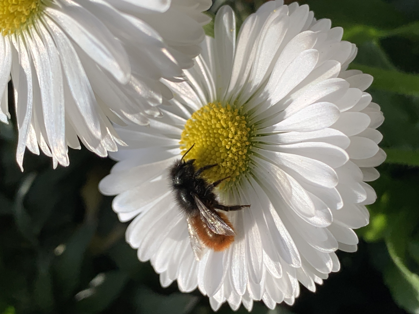 Bellis mit Hummel