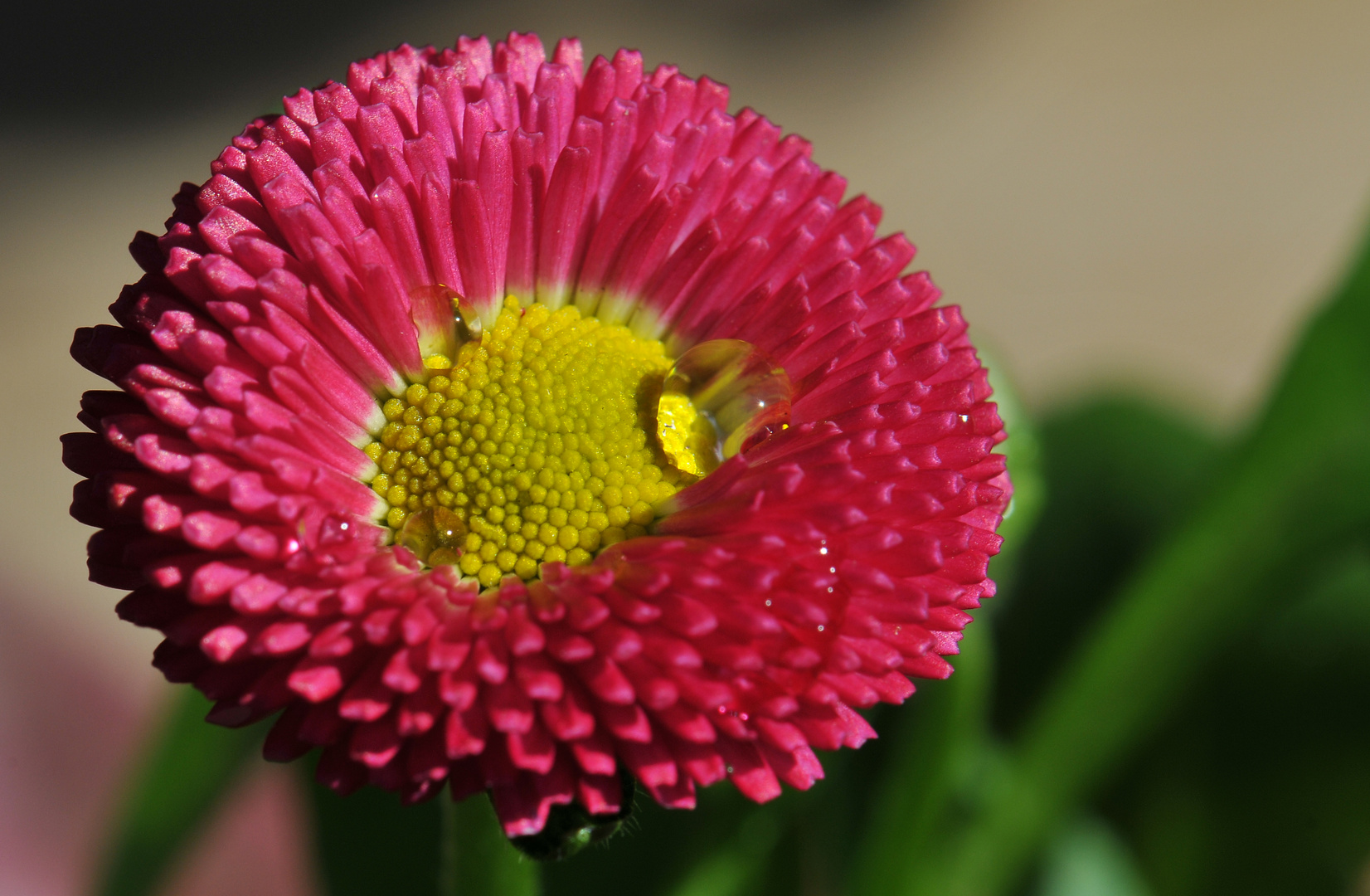 Bellis Perenis