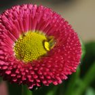 Bellis Perenis