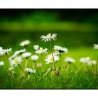 Bellis perenis