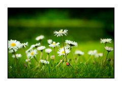 Bellis perenis