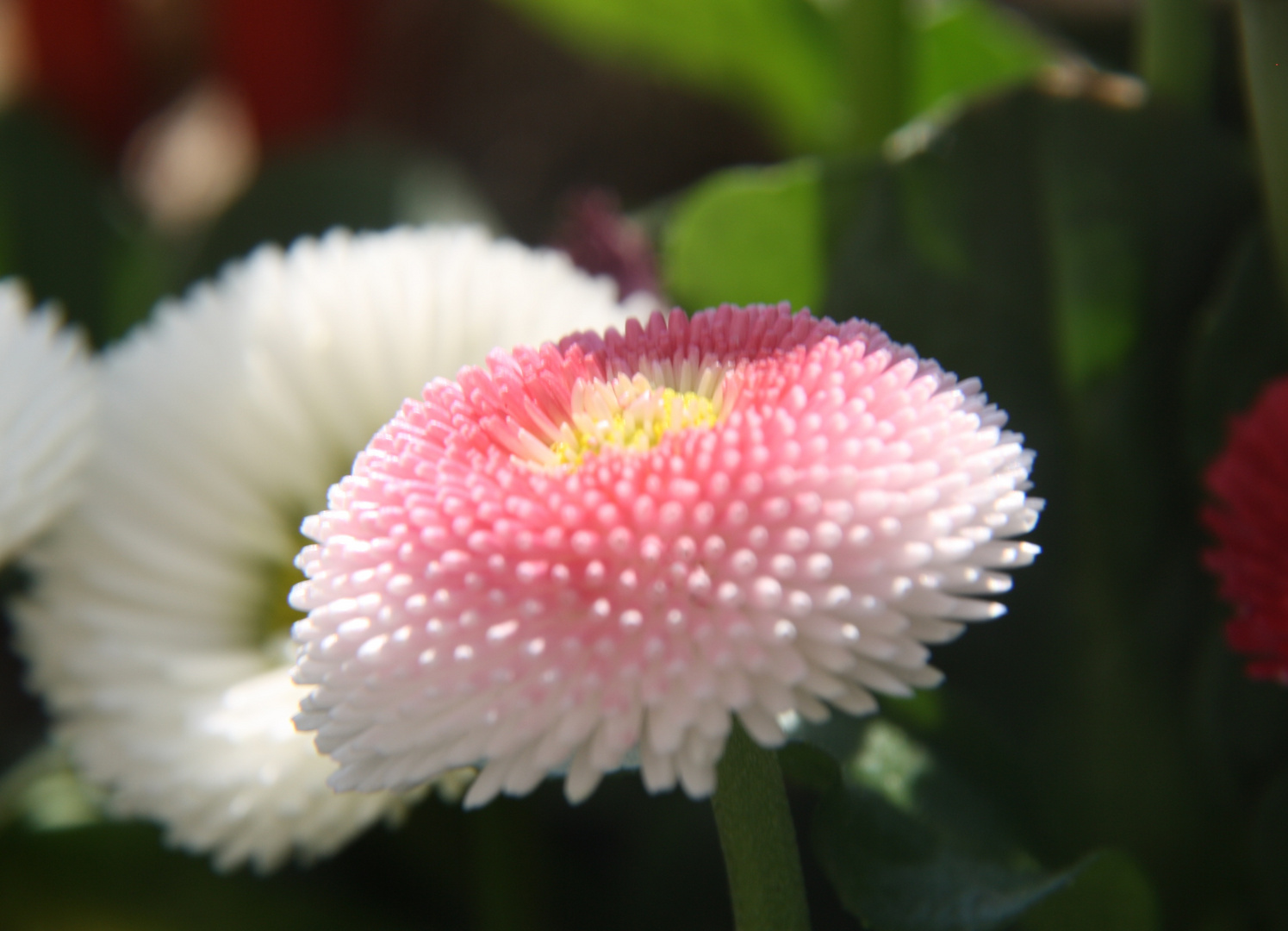 Bellis perenne