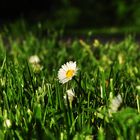 Bellis perennis