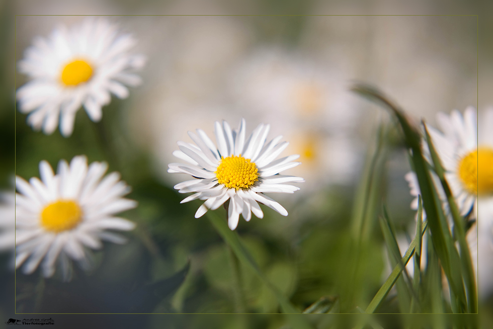 ** Bellis perennis **