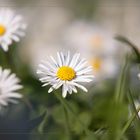 ** Bellis perennis **