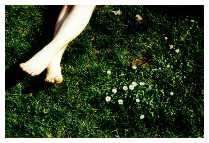 bellis perennis... :)