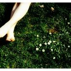 bellis perennis... :)