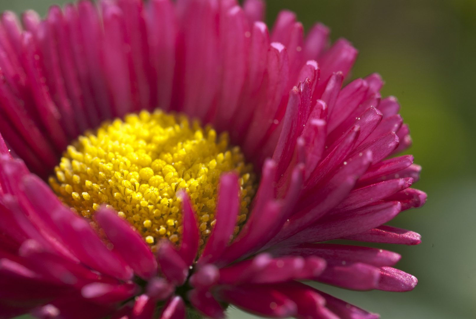 Bellis perennis