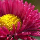 Bellis perennis