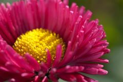 Bellis perennis