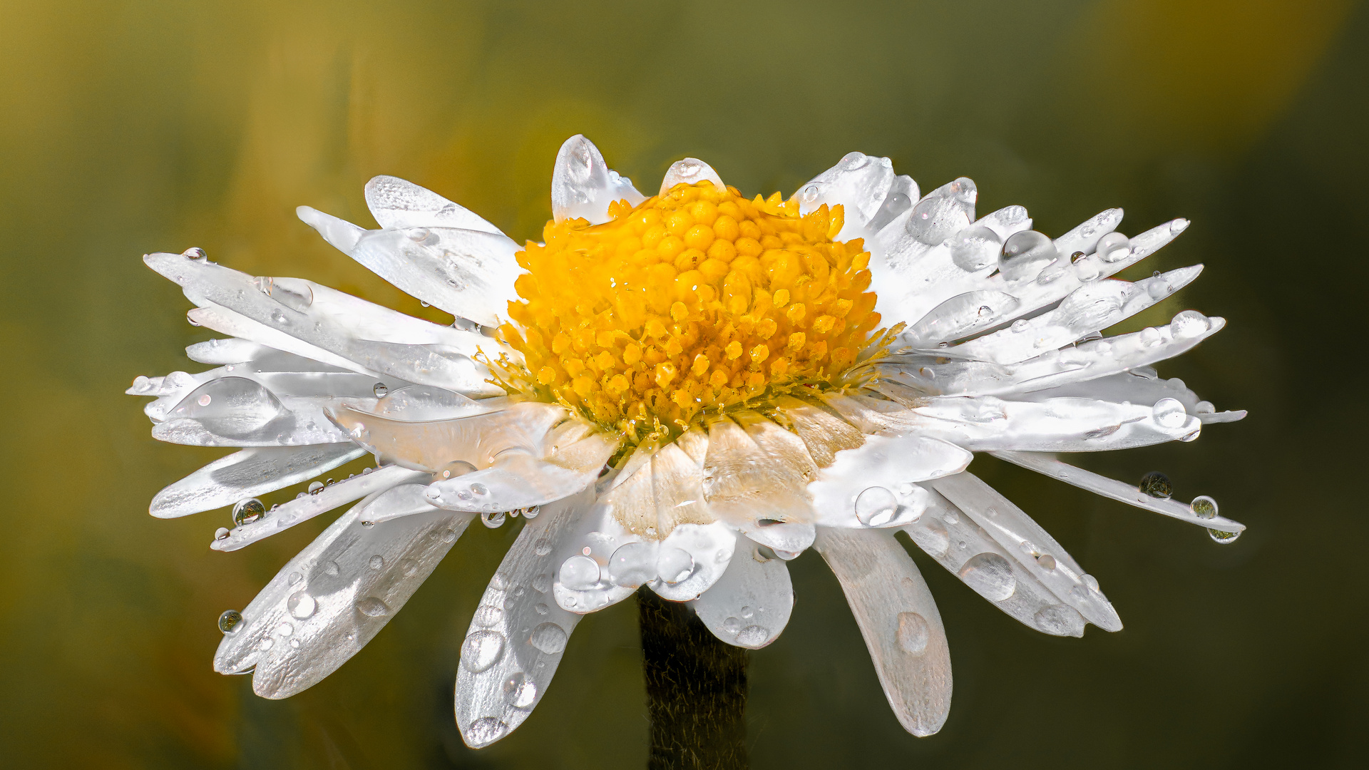 Bellis perennis