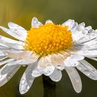 Bellis perennis