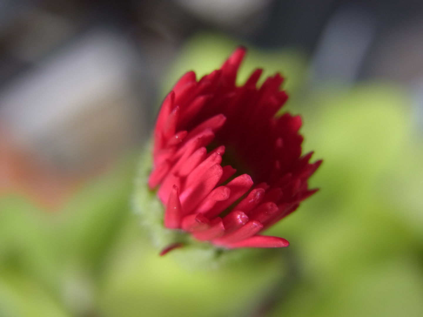 Bellis perennis