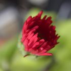 Bellis perennis