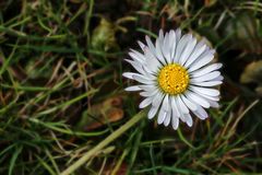 Bellis perennis 2