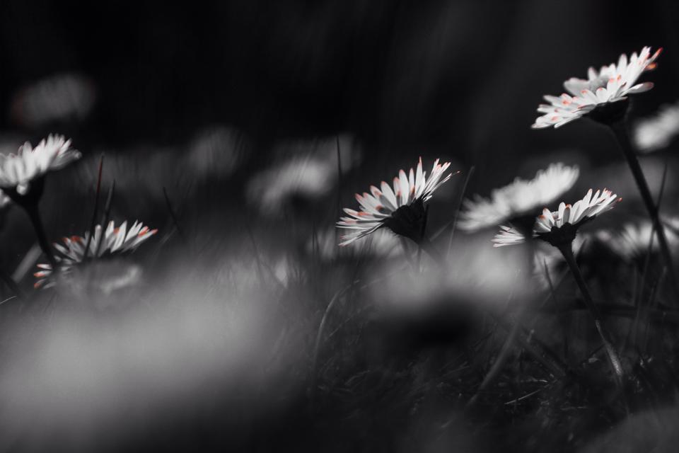 Bellis perennis