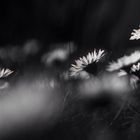 Bellis perennis