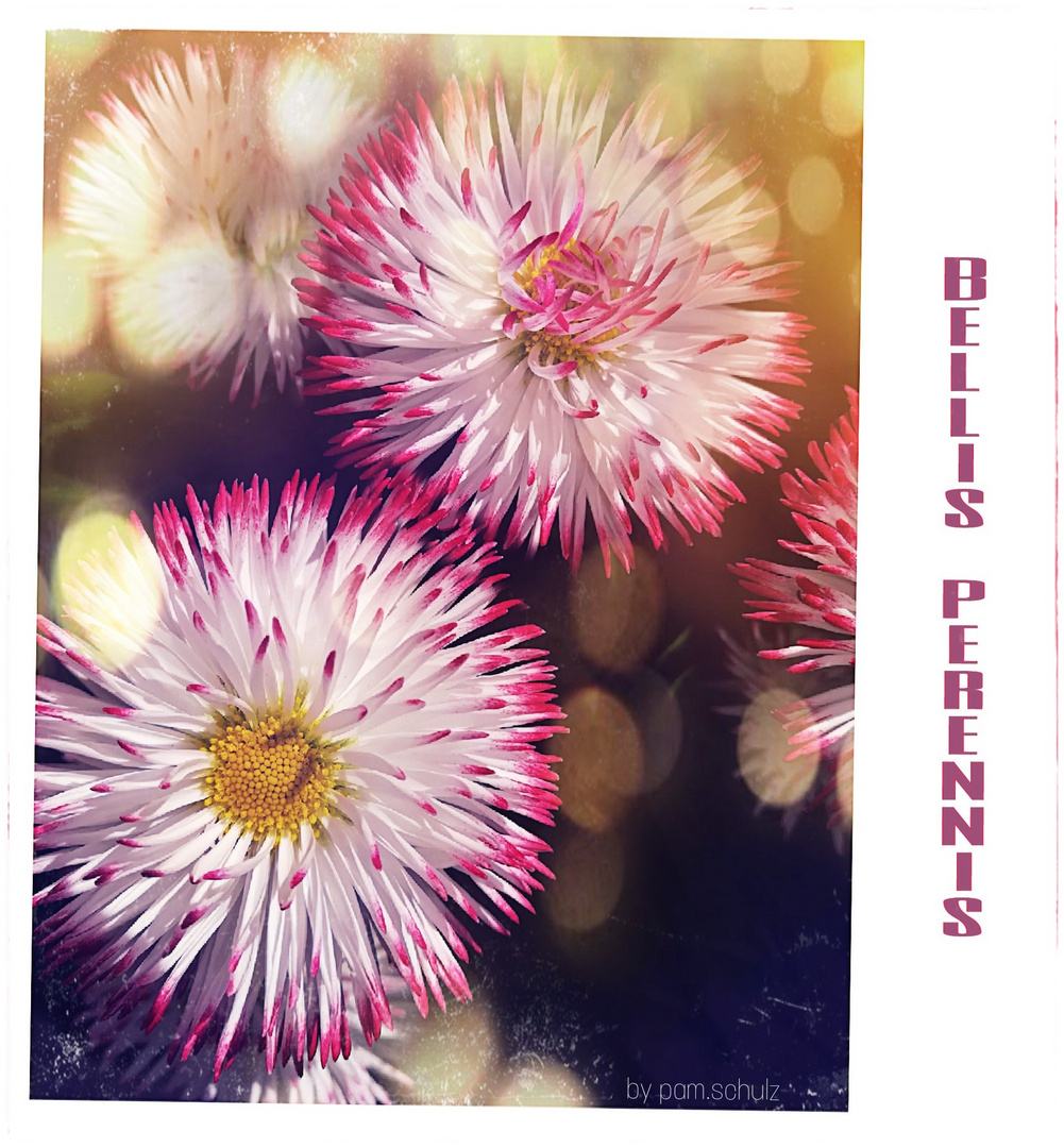 Bellis perennis