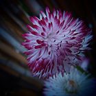 Bellis perennis