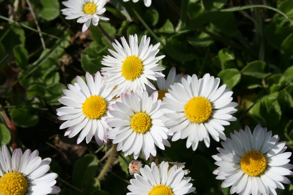 Bellis perennis